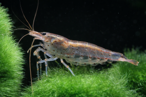 Креветка Амано