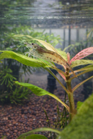 Креветка Амано  (Caridina multidentata, ранее — Caridina japonica)
