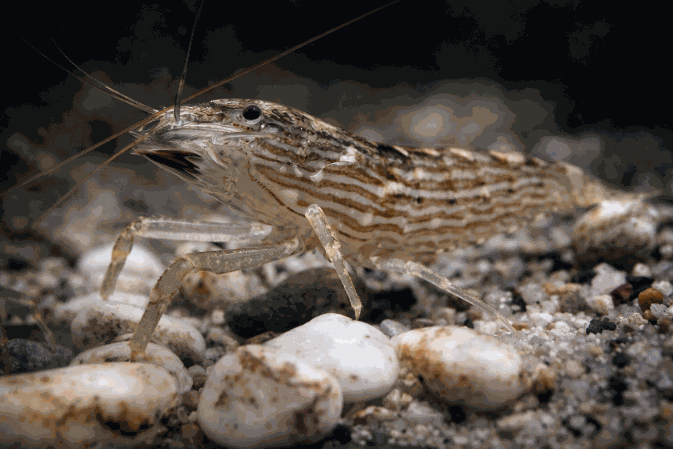 Креветка Амано