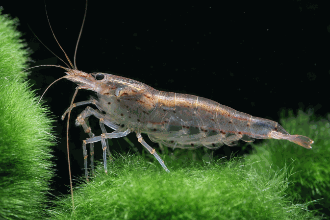 Креветка Амано