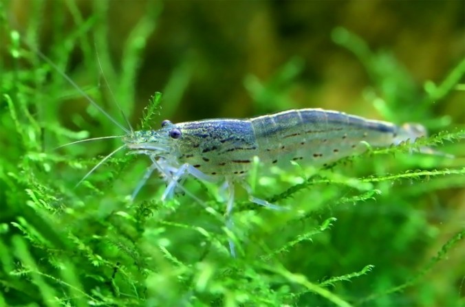 Креветка Амано  (Caridina multidentata)