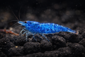 Креветка Блю Дрим