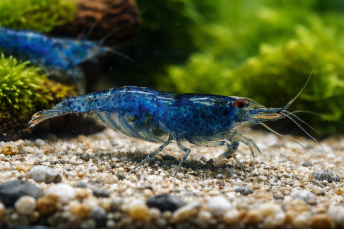 Креветка Блю Дрим