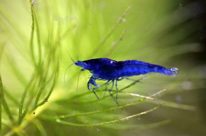 Креветка Блю Дрим (Blue Dream, Neocaridina heteropoda var. Blue)