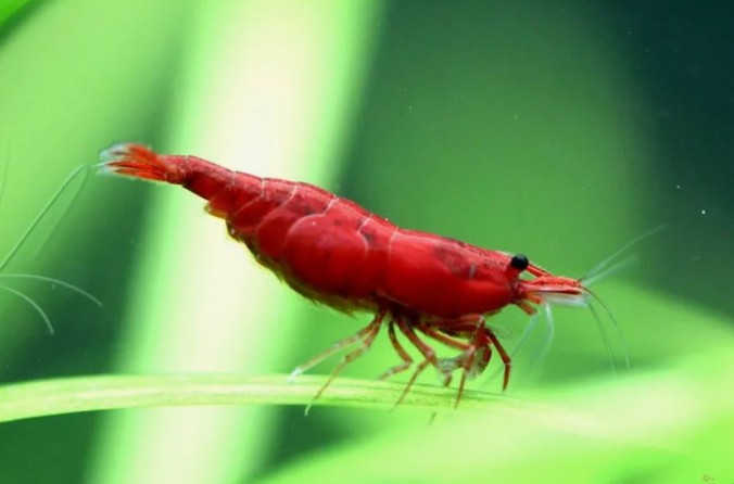 Креветка Кровавая Мэри (Neocaridina heteropoda Bloody Mary)