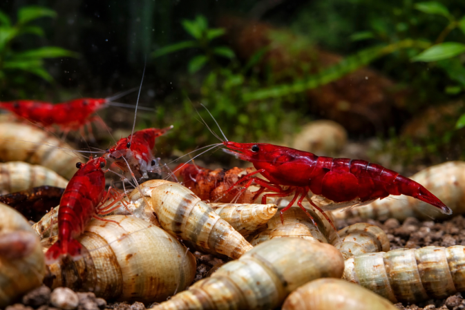 Креветка Кровавая Мэри