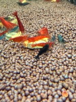 Креветка Красный Огонь  (Neocaridina Heteropoda var. Red Fire)