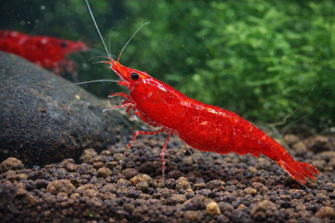 Креветка Красный Огонь