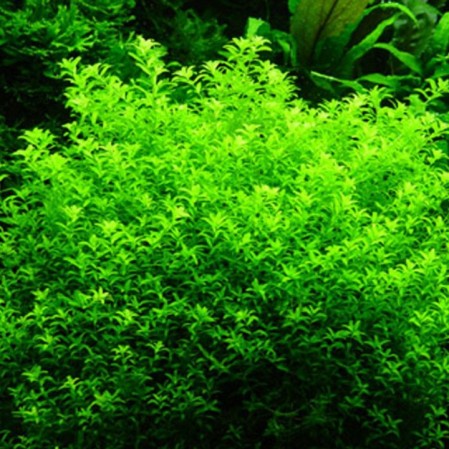 Хемиантус Микрантемоидес на вабикусе