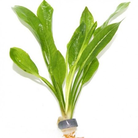 Эхинодорус Амазонский