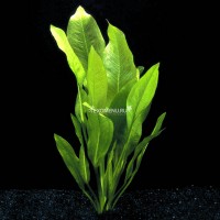 Эхинодорус Американус