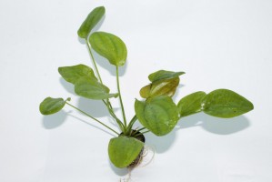 Эхинодорус Аквартика Круглолистная