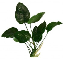 Анубиас бартери