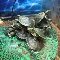 Черепаха Красноухая