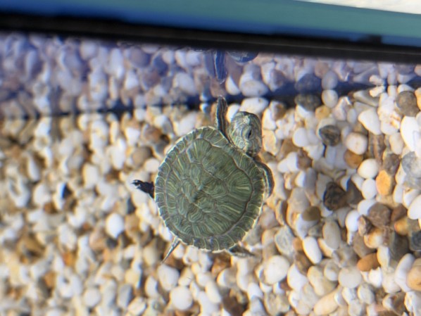 Черепаха Красноухая (Trachemys scripta elegans)