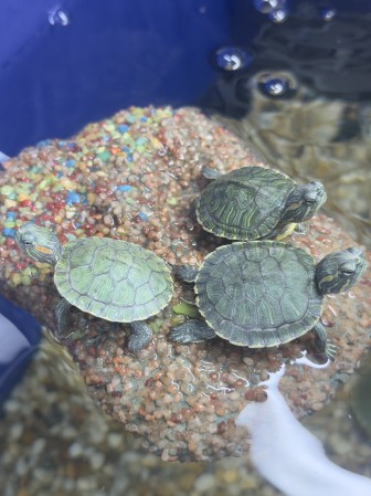 Черепаха Красноухая (Trachemys scripta elegans)