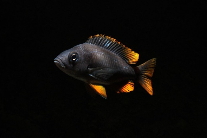 Копадихромис Каданго