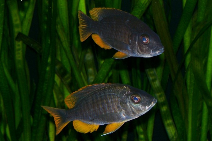 Копадихромис Каданго