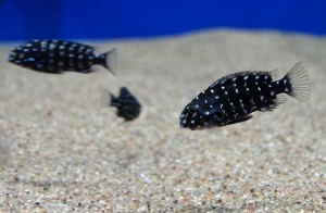 трофеус звездчатый