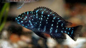 трофеус звездчатый