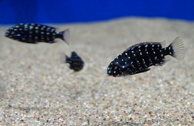 трофеус звездчатый