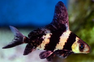 Микроципринкс Парусник