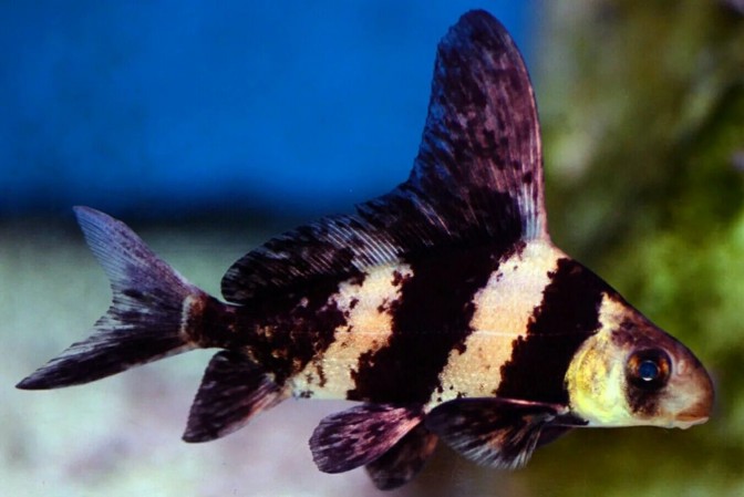 Микроципринкс Парусник