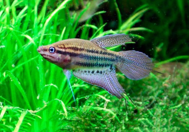 Гурами Ворчащий