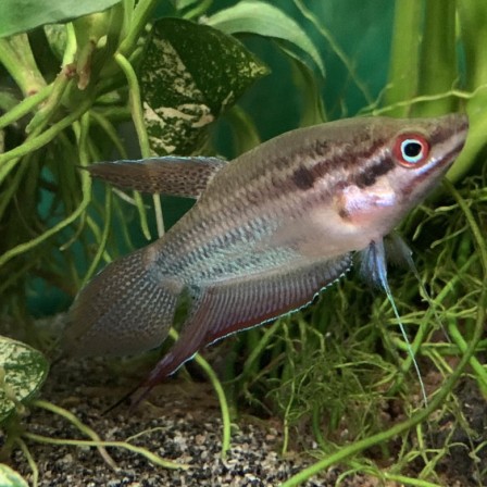 Гурами Ворчащий