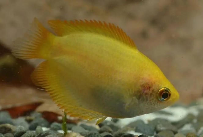 Гурами Медовый Золотой
