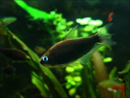 Пальмери Черная