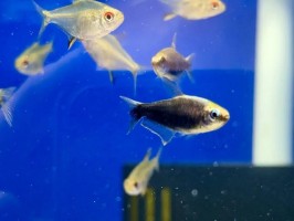 Тетра Пальмери Черная (Nematobrycon palmeri)