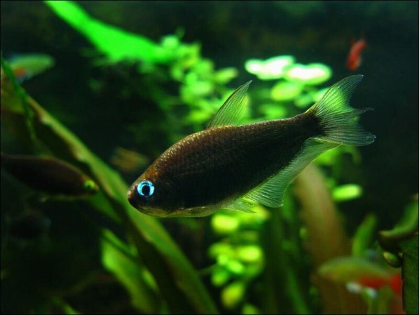 Пальмери Черная