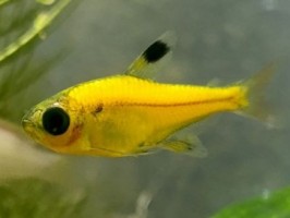 Пристелла Желтая