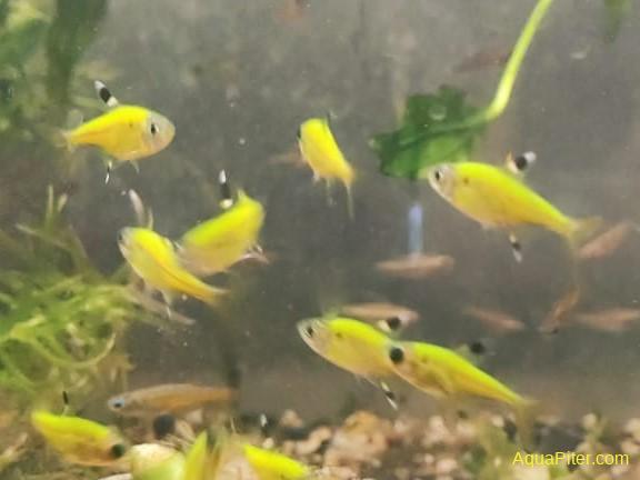 Пристелла Желтая