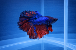 Петушок Халф Мун