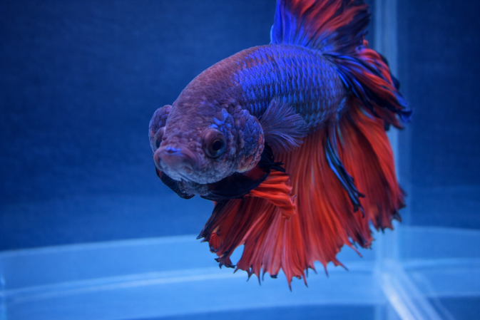 Петушок Халф Мун