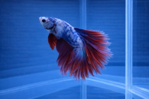 Петушок Супер Дельта