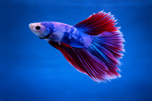 Петушок Супер Дельта