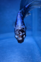 Петушок Аватар