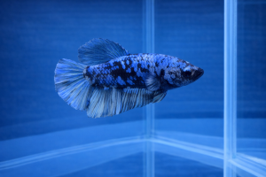 Петушок Аватар