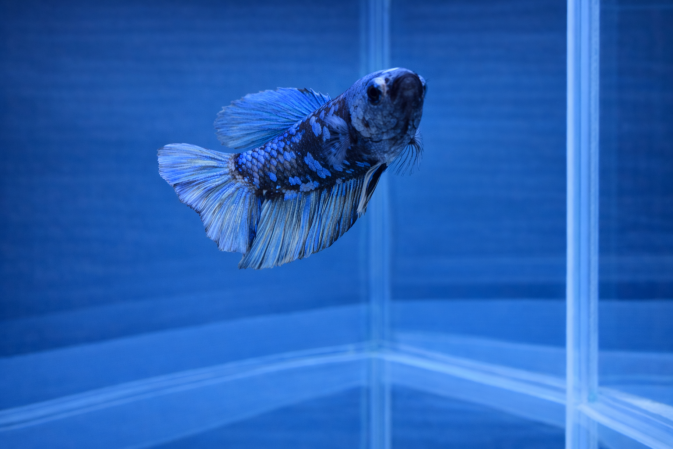 Петушок Аватар