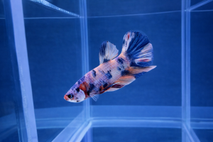 Петушок Мультиколор