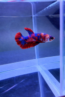 Петушок Мультиколор