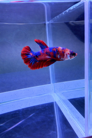 Петушок Мультиколор