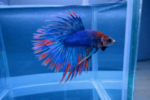 Петушок Коронохвостый