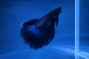 Петушок Супер Дельта