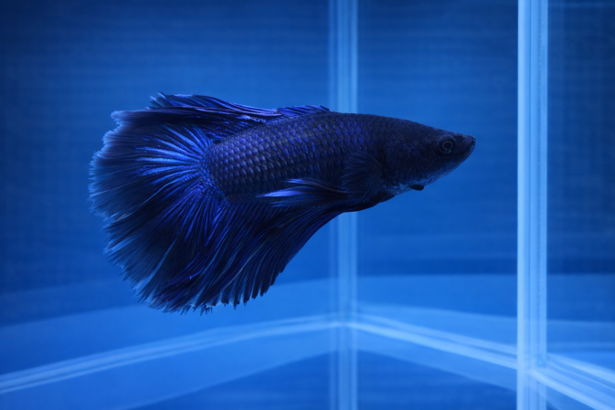 Петушок Супер Дельта