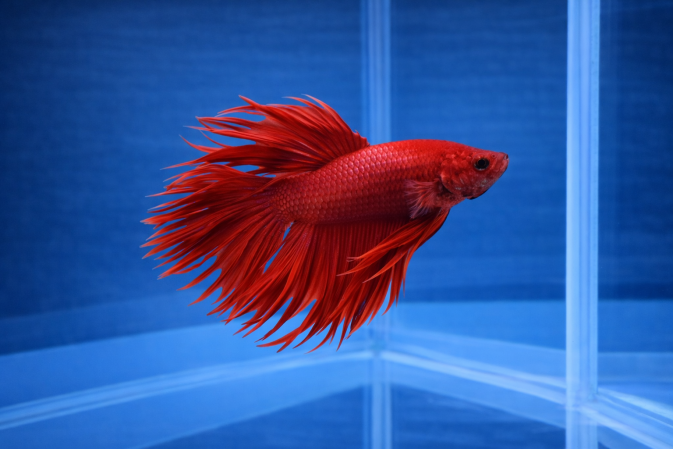 Петушок Коронохвостый