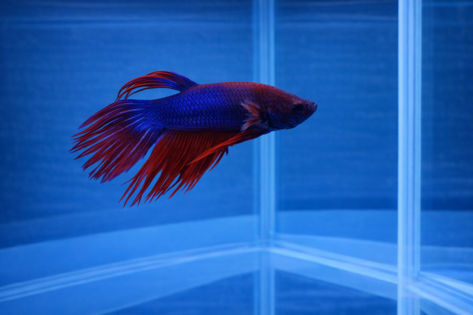 Петушок Коронохвостый